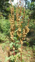 Rumex patientia orientalis