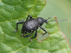 Otiorhynchus gemmatus