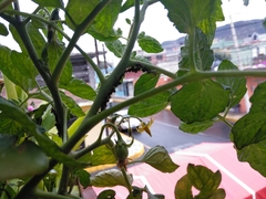 Insecta