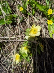 Trollius laxus