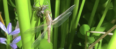Libellula saturata