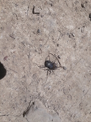 Egaenus convexus