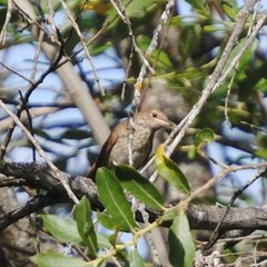 Luscinia megarhynchos