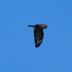 Buteo buteo