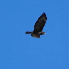 Buteo buteo