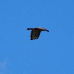 Buteo buteo
