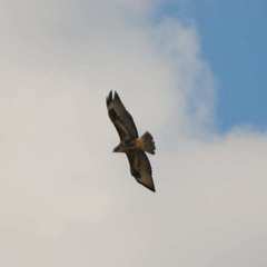 Buteo buteo