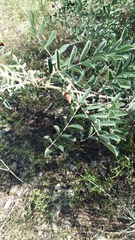 Indigofera lindheimeriana