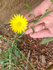 Xanthisma texanum drummondii