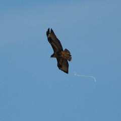 Buteo buteo