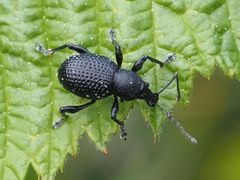 Otiorhynchus gemmatus
