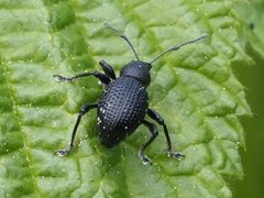 Otiorhynchus gemmatus