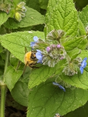 Bombus pratorum