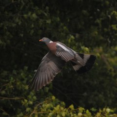 Columba palumbus