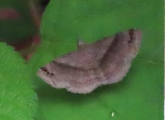 Spargaloma