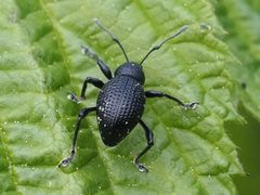 Otiorhynchus gemmatus