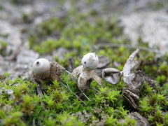 Geastrum minimum
