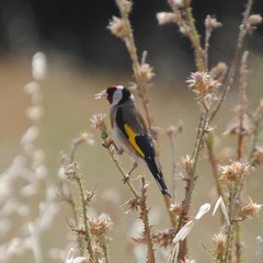 Carduelis carduelis