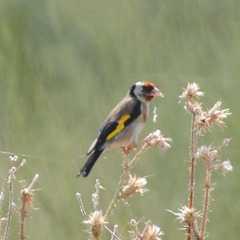 Carduelis carduelis