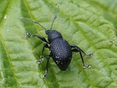 Otiorhynchus gemmatus