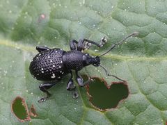 Otiorhynchus gemmatus