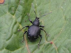 Otiorhynchus gemmatus