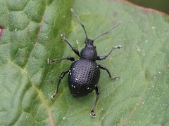 Otiorhynchus gemmatus