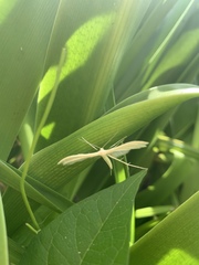 Pterophorus pentadactyla