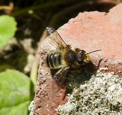 Megachile frigida