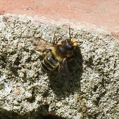 Megachile frigida