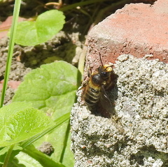 Megachile frigida
