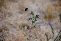 Xylocopa