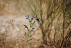 Xylocopa