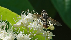 Sericomyia lata