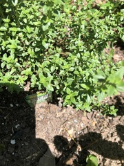 Thymus × citriodorus