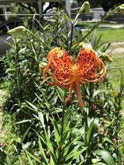 Lilium lancifolium