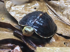 Cuora flavomarginata