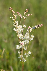 Filipendula