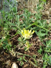 Anthyllis vulneraria boissieri