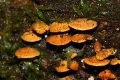 Panellus luxfilamentus