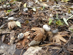 Geastrum striatum
