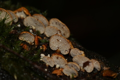 Panellus luxfilamentus