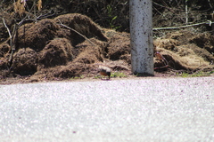 Turdus migratorius