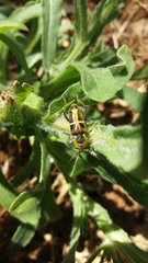 Triodoclytus lanifer
