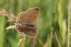 Lycaena alciphron