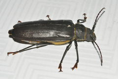 Aplagiognathus spinosus