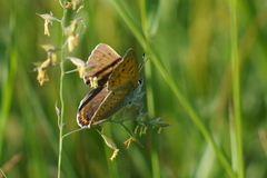 Lycaena alciphron