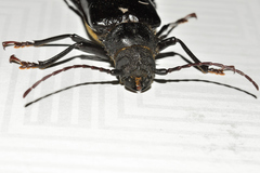 Aplagiognathus spinosus