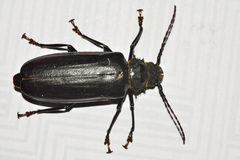 Aplagiognathus spinosus