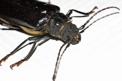 Aplagiognathus spinosus